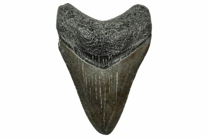 Serrated, Juvenile Megalodon Tooth - South Carolina #321425